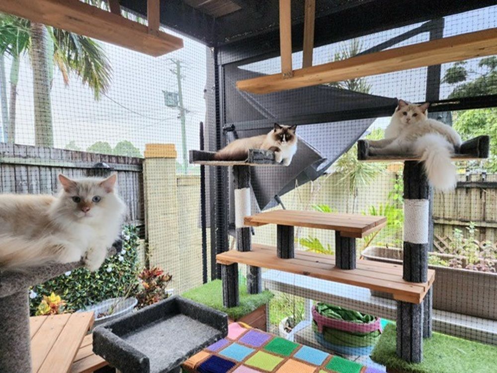 An outdoor enclosure is a safe space that lets your cat enjoy sunshine and fresh air while staying protected from outdoor dangers.