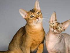 Abyssinian and sphynx