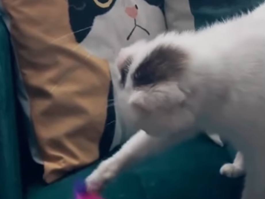 Adopting disabled cats