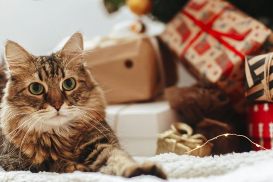 18 Last-Minute Holiday Gift Ideas for Cats and Cat Lovers