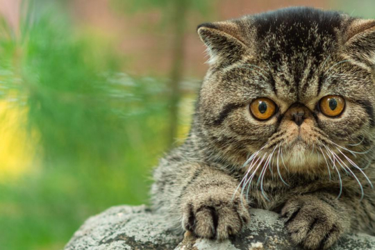 The 10 Things That Cats Hate Most