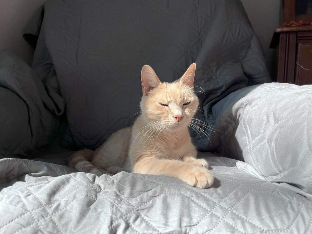 Ameritex Waterproof Furniture Cover