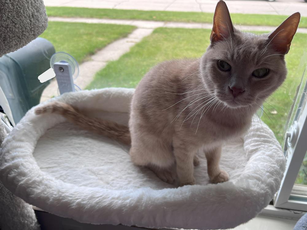 AMOSIJOY Cat Window Perch