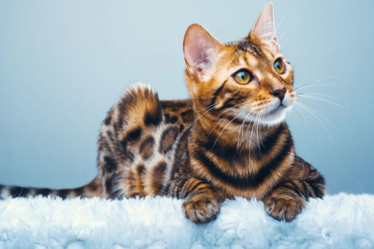 Hybrid Cat Breeds: 7 Crossbred Felines That Are Too Cute!