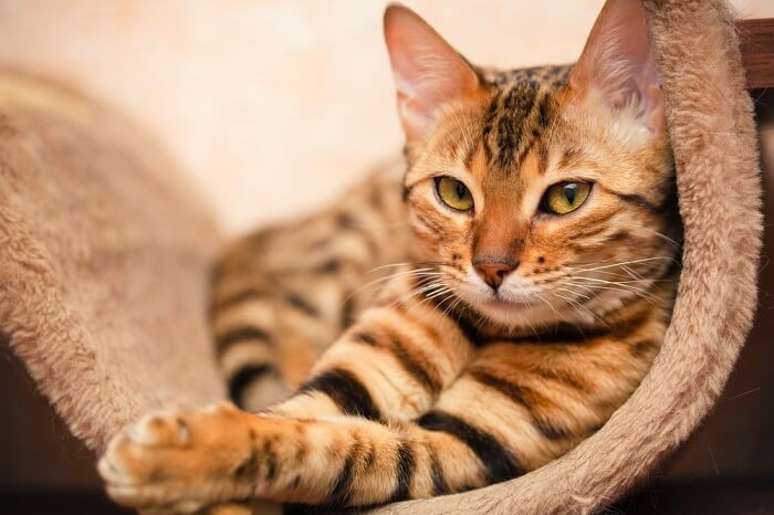 Bengal cat