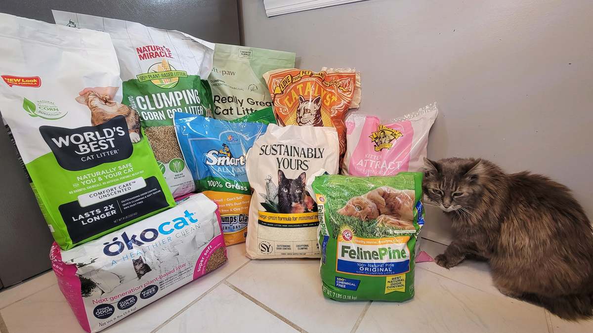 Best Cat Litters for Kittens