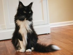 Black White Tuxedo Long Hair Maine Coone Sitting