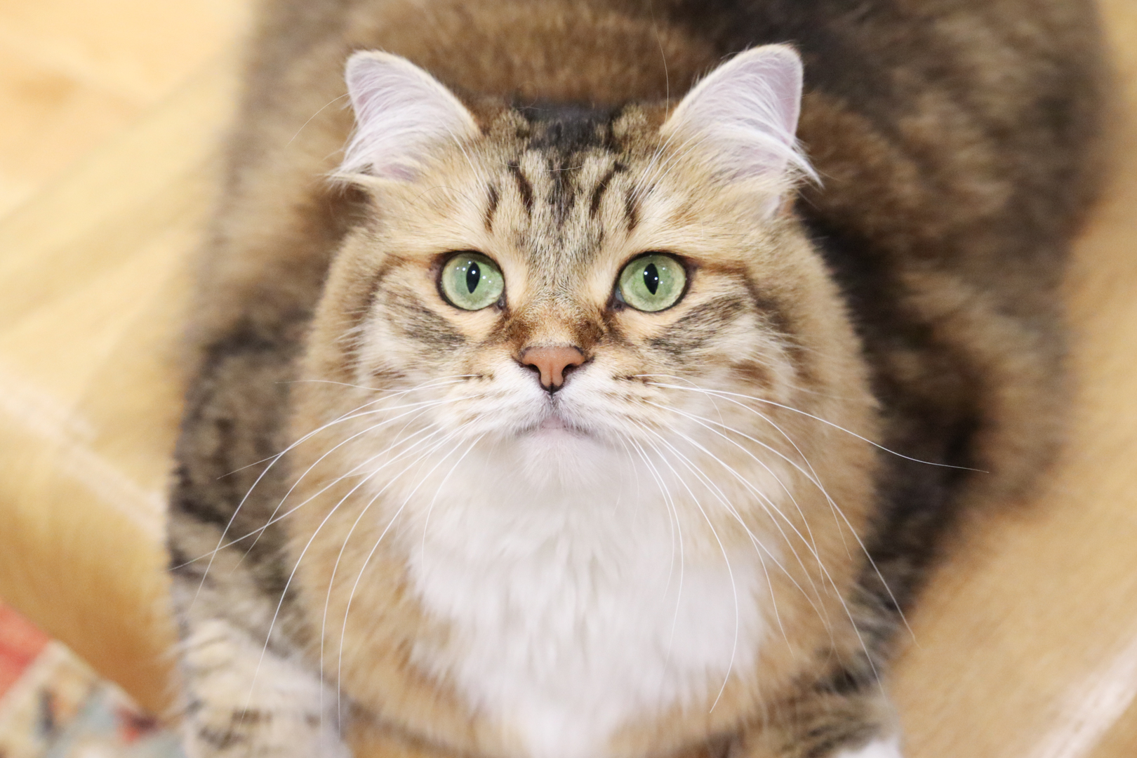 Brown Siberian Cat Laying Lounging on Chair Close Up-1