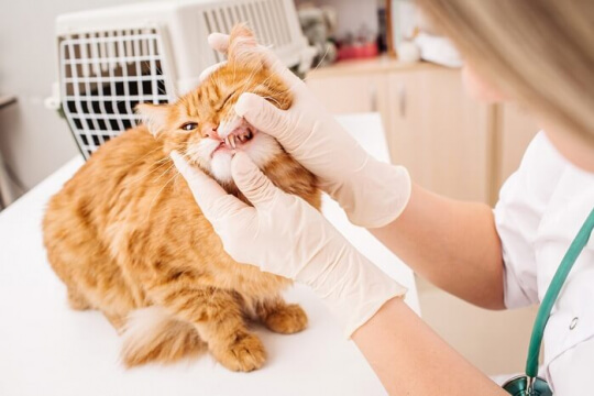 Your Guide to Dental Cleaning for Cats