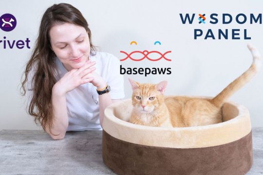 The 3 Best Cat DNA Tests: We Tried Them All