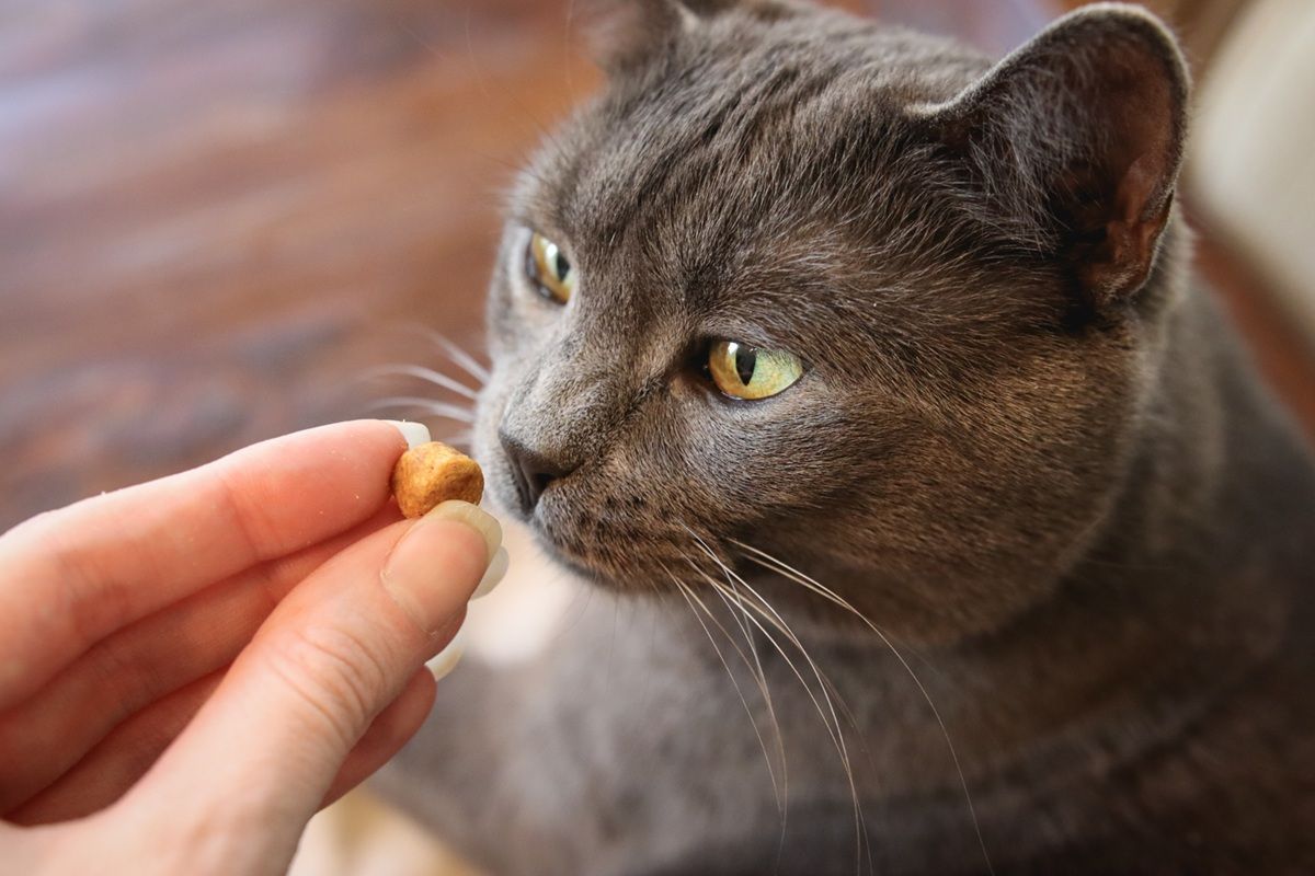 cat eating cat treats