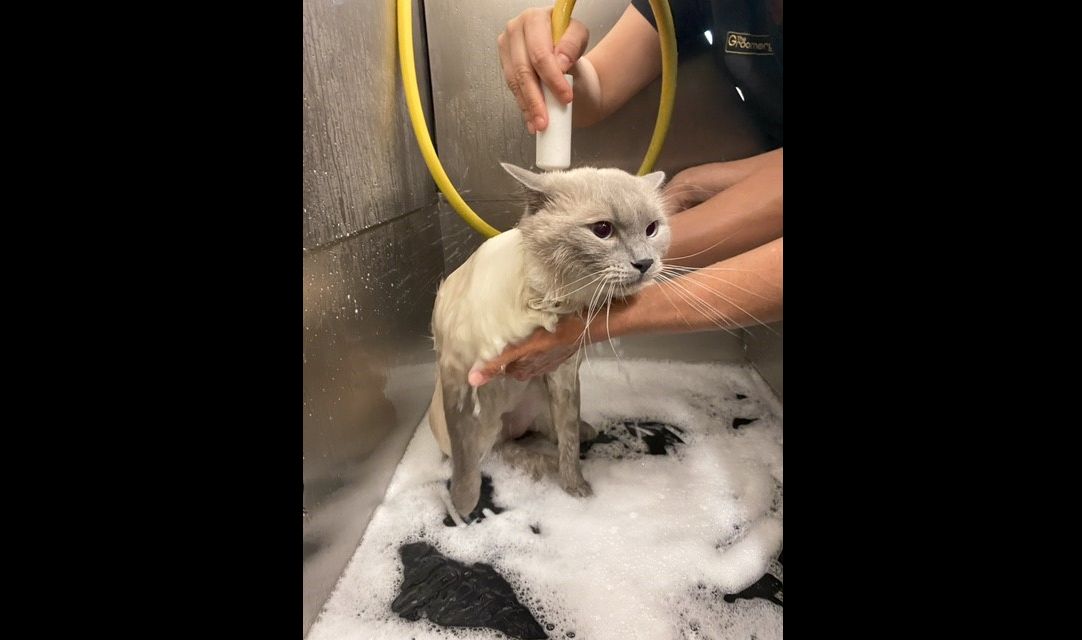 Cat having a bath at the groomers