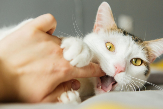 Cat Love Bites: 5 Reasons Why They Do It & How To Respond