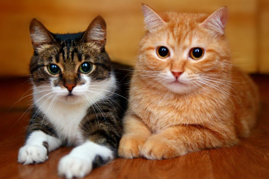 Study Shows Cats Can Recognize the Names of Other Cats
