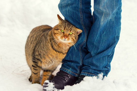 What Does It Mean When a Cat Rubs Against You?