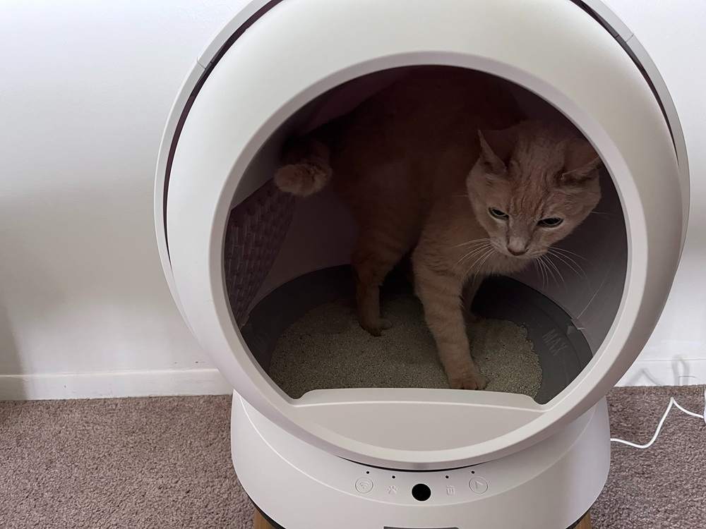 cat trying out PetSafe ScoopFree SmartSpin