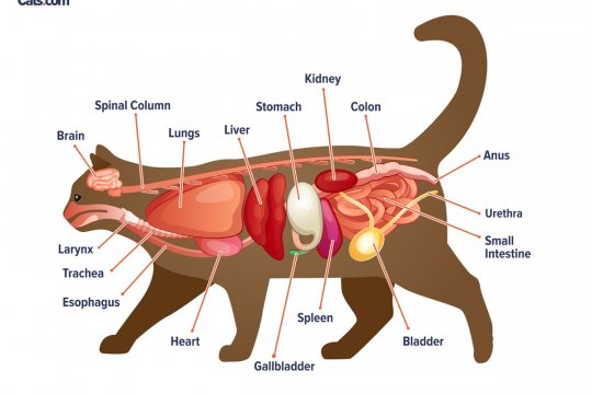 Cat Anatomy Guide