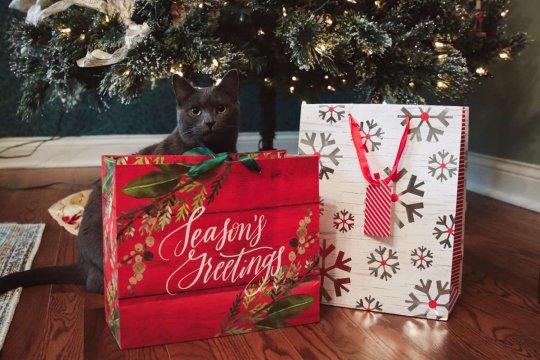 10 Tips for a Purrfect New Year