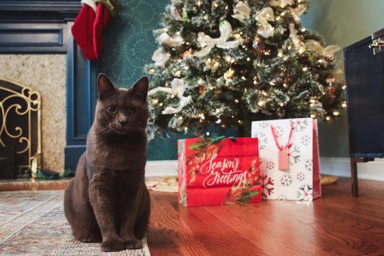 The 71 Best Gifts For Cat Lovers