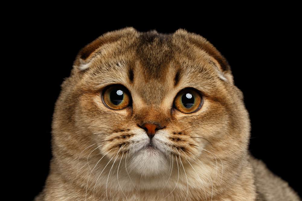Closeup portrait of an endearing Scottish Fold cat with folded ears.