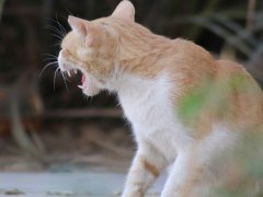 Fearful or anxious cat body posture