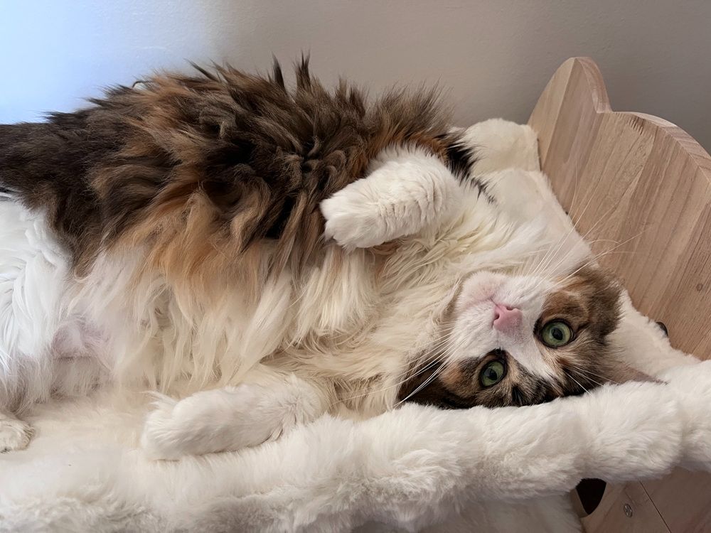 Fopeat Cat Bunkbed with Hammocks