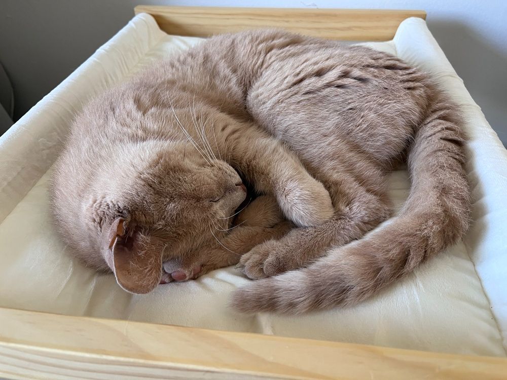 FUKUMARU Cat Bed with Removable Cover