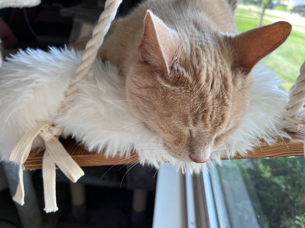 Furrfinity Cat Window Perch