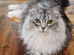 Grey White Siberian Cat Laying Lounging on Table