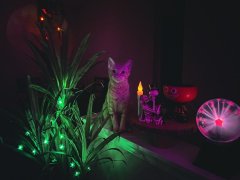 Halloween Cats Orange Short Hair Tabby Dark & Spooky