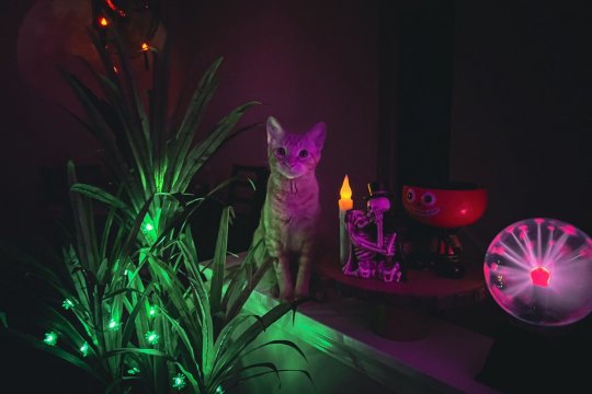 6 Can’t-Miss Spooky Movies with Cats