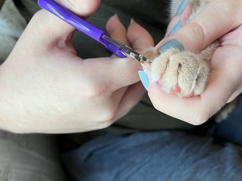 Hertzko Professional Pet Nail Scissors