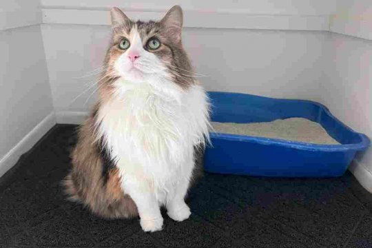 Why Doesn't My Cat Cover Her Poop? Top 6 Causes Explained