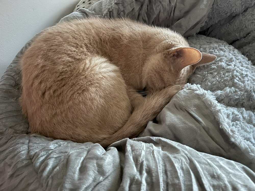 cat sleeping in joejoy cat bed