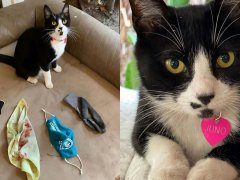 Juno Proudly displaying her stolen goods