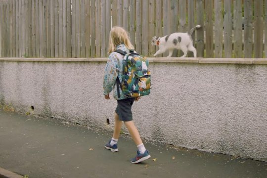 Vote for this Scottish Cat Who Walks a Boy to School Daily!