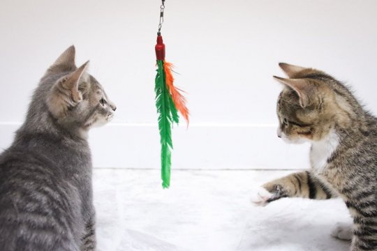 How Can I Tell How Old My Kitten Is?