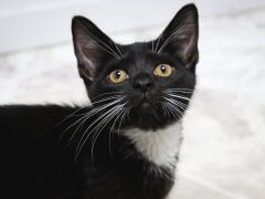 black and white cat looking up