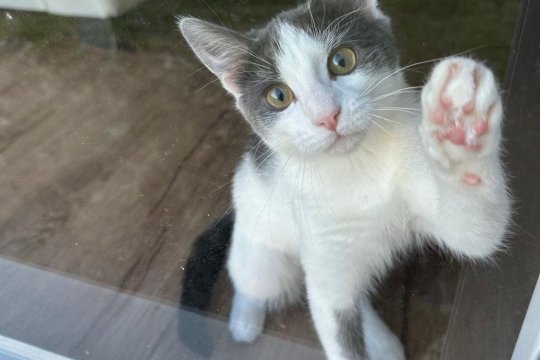 Why Is My Indoor Cat Obsessed With Escaping Outdoors, and What Can I Do To Stop It?