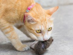 Orange cat had a rat in its mouth