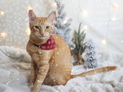 Orange Shorthair Tabby Winter Christmas Cats