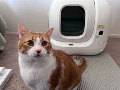 PETKIT PuraMax 2 Automatic Litter Box