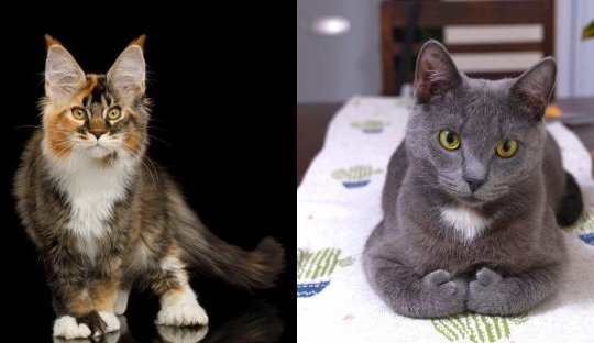 9 Things You Probably Didn't Know About Polydactyl Cats