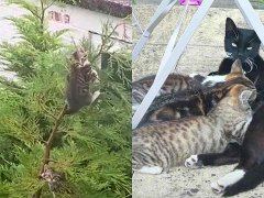 She Bought a New House, Only to Find a Family of Kittens in the Backyard!