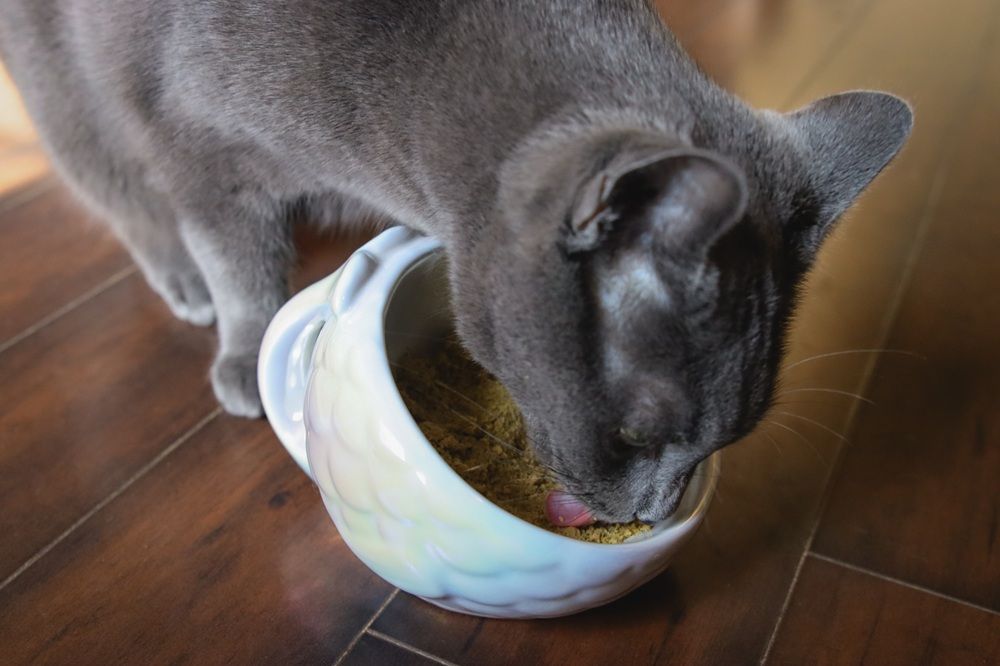 Smalls Fresh Smooth Fish Wet Cat Food