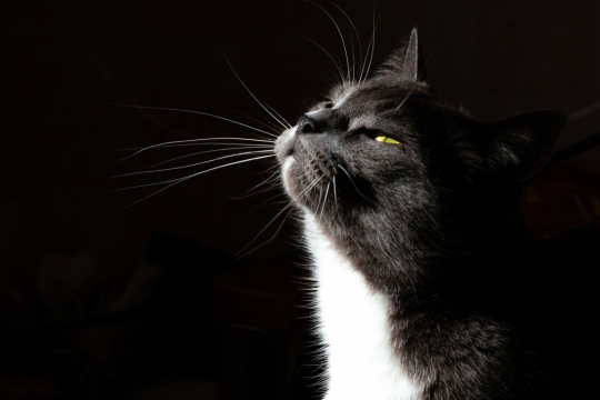 What Scents Do Cats Hate? This List Might Surprise You