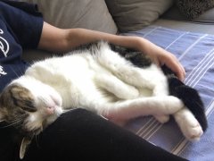 Stormy asleep on Melina during cat sitting