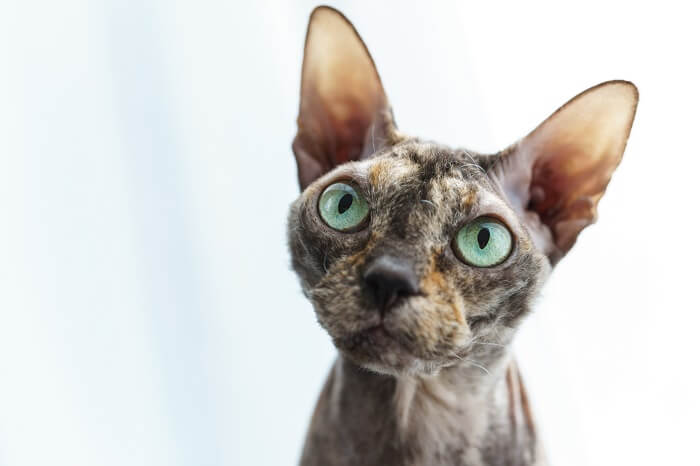 Image of a Donskoy cat, also known as the Don Sphynx, a breed known for its hairlessness, sitting gracefully and capturing attention with its unique and sleek appearance.