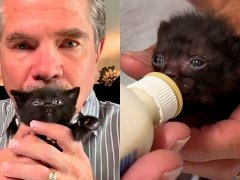 This Man Rescues Abandoned Kittens and Finds them New Homes