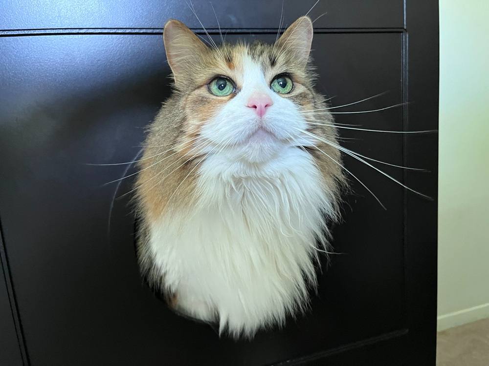 TRIXIE 2-Story Wooden Cat Litter Box Enclosure